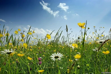 Free Desktop Wallpapers For Spring Desktop Backgrounds