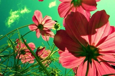 Top Stunning Bright Pink Cosmos Images For Pinterest