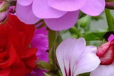 Blossom Bright Close Up iPhone 6 Wallpapers HD And 1080P 6 Plus ...