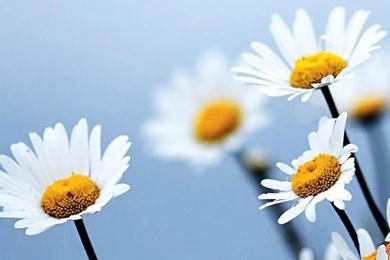 Galaxy S3_Samsung Wallpapers