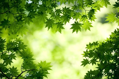 Green Maple Leaves Wallpapers