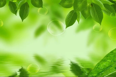 Natural Green Wallpapers   All Wallpapers New