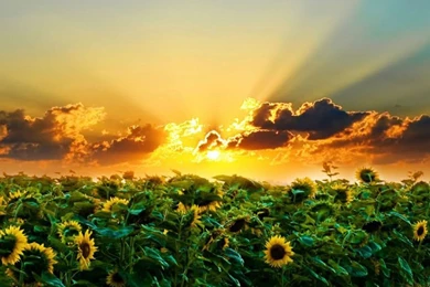 Hd Wallpapers For Android   10 Best Natural Images