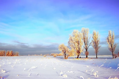 Snowy Winter Landscape Wallpapers