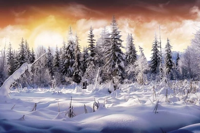 Beautiful Winter, Landscape, Pine, Christmas, Snow White