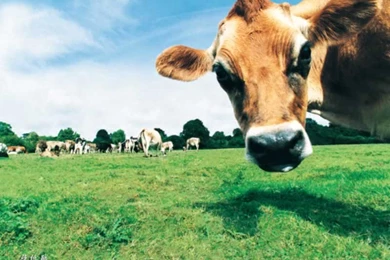 Top Hd Cow Wallpaper Images For Pinterest