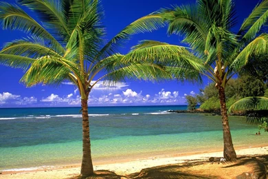 Beach Palm Trees Wallpapers HD