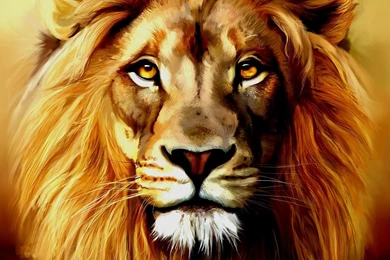 Lion Face Wallpapers