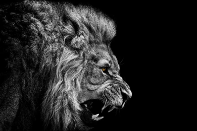 Lion Face Wallpapers