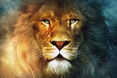 Lion Face Wallpapers