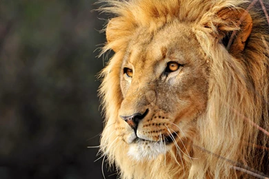 Male Lion Faces Wallpapers