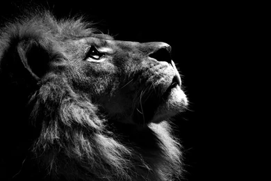 Lion Profile Photo, Animal Wallpapers   National Geographic Photo ...