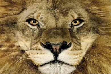 Lion Face Pictures   Wallpapers HD Base