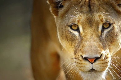 Download Wallpapers 3840x2160 Lion, Face, Predator, Big Cat 4K ...