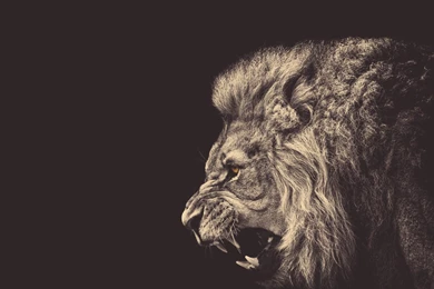 Angry Male Lion Wallpapers