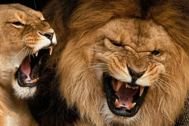 Lion Angry Lion Wallpapers Hd Free Download – Finehdwallpaperr.com