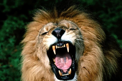 Download Wallpapers 3840x2400 Lion, Face, Teeth, Anger, Aggression ...