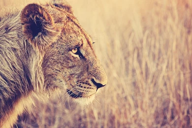 Download Wallpapers 3840x2160 Lion, Face, Profile, Grass, Big Cat ...