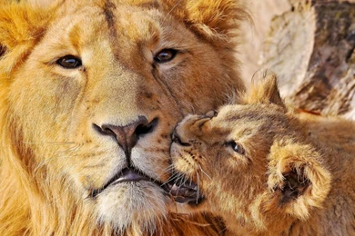 Lion Face Cub Playful Caring Hd Wallpapers