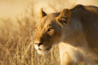 Lion Face Danger Hunting Hd Wallpapers