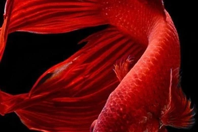 IWallpapers   Apple iPhone 6s Wallpapers With Red Betta Fish In ...