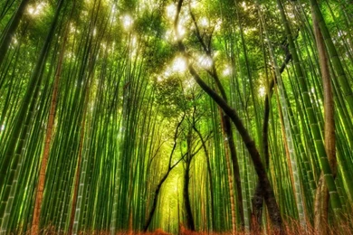 40 Delightful Wallpapers For iPad Mini With Retina Display [It's ...