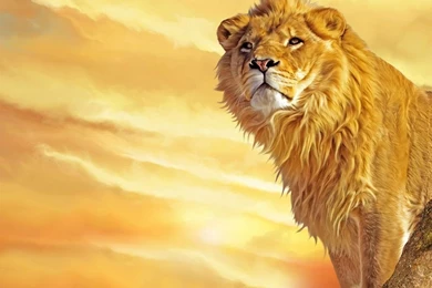 Lion Wallpapers Widescreen