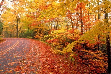 Fall Nature Wallpapers   Wallpaper.