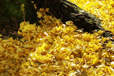 Ginkgo leaves in Fall ultra hd wallpapers.jpg