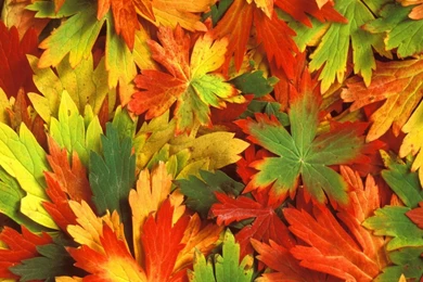 Fall Colorful Leaf Widescreen Nature Hd Wallpapers   (
