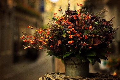 Autumn Flower HD Wallpapers ~ Toptenpack.com