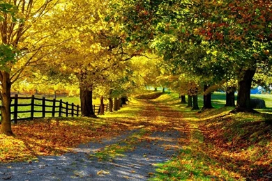 Autumn Leaves Backgrounds Hd Wallpapers Res 1024x768px Wallpapers ...