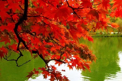 Free Pictures Fall Autumn Colors Leaves Mexican Wave HD Wallpapers ...