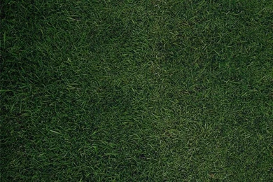 Download Mobile Wallpaper: Grass, Background, Free. 15181.