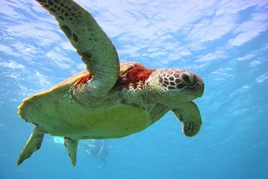 Ocean Life Free Desktop Backgrounds Collection.