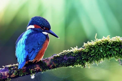 Beautiful Bird Android Tablet Wallpapers