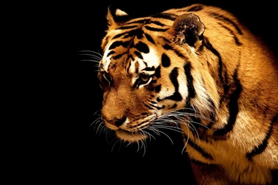 Tiger Wallpapers 1900x1200 (
