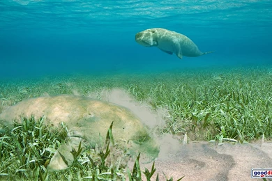 Wallpapers Dugongs 1920 1080