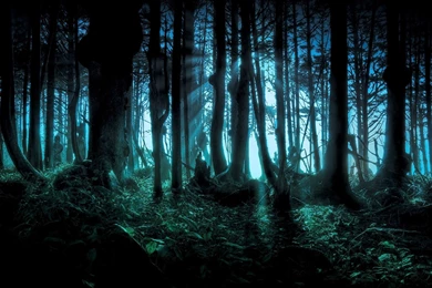 Forest Wallpaper Backgrounds