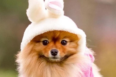 Cute Puppy ID01 Galaxy Note 3 Wallpapers HD Note Wallpapers ...