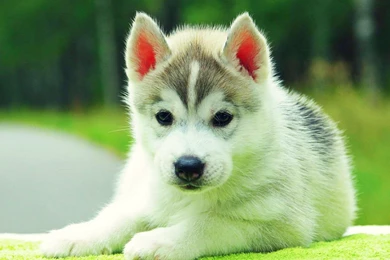 Cute Siberian Husky Puppies Animal Wallpapers B