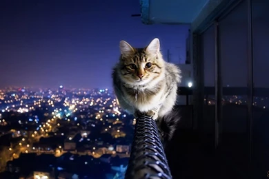 Fearless Cat Cat Wallpapers Hd Wallpapers