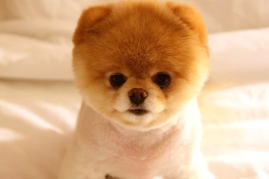 Full HD 1080p Puppy Wallpapers HD, Desktop Backgrounds 1920x1080 ...