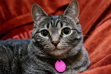 Hd Cat Wallpapers, Free Cat Images, Animals, Pets, Animal Desktop ...