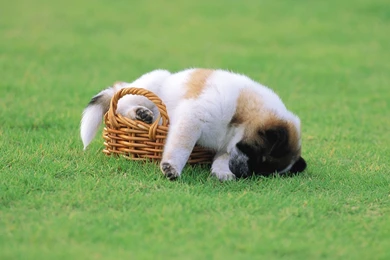 Top Cute Puppy Sleeping Wallpaper Images For Pinterest