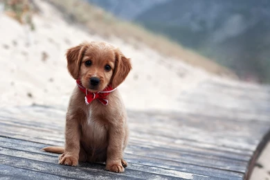 Sneak Peek Full: Little Cute Puppy Wallpapers Pictures Photos ...