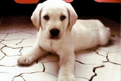 Images Of Cute Puppies   All Wallpapers New