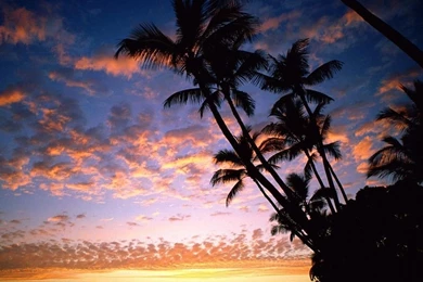 Free Download HD Image Flowers Nature Evening Afterglow Hawaii ...