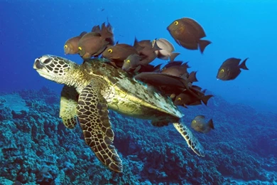 Kaneohe Fish Pond Hawaii (id: 46609) – BUZZERG