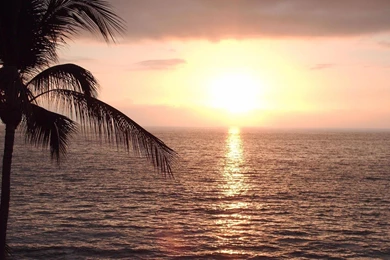 Hawaii Water Beach Palm Trees Hd Wallpapers   (